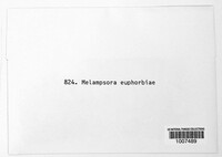 Melampsora euphorbiae image